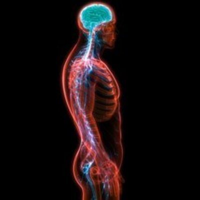 Timeline: La evolución del sistema nervioso