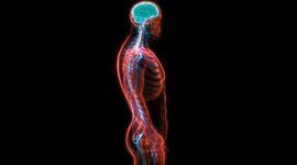 Timeline: La evolución del sistema nervioso