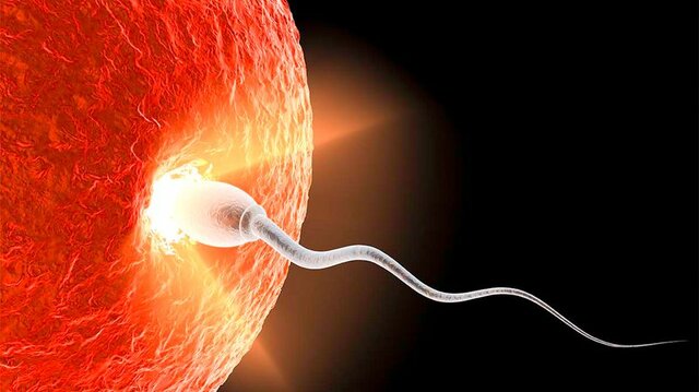Implantation/Conception: