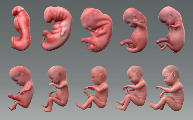 Embryo to Fetus: