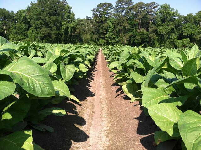 Tobacco is successfully planted