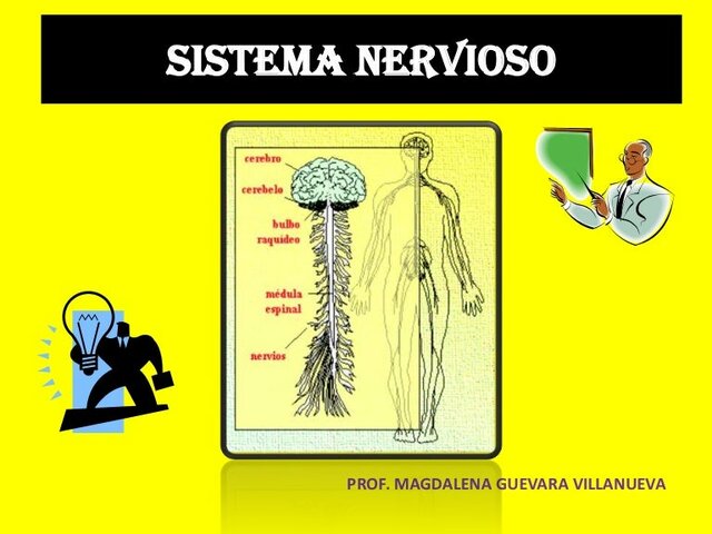 Surgimiento del sistema nervioso