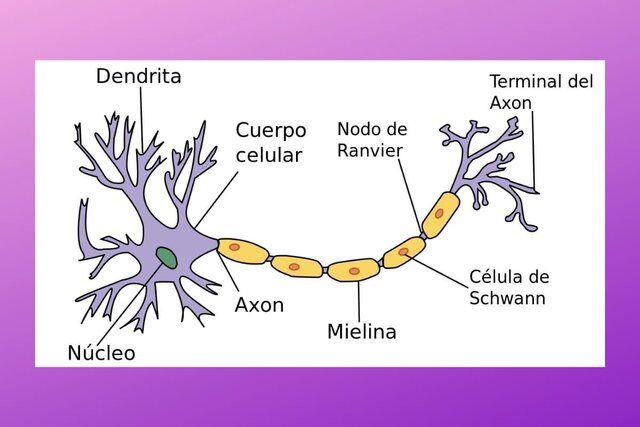 Surgimiento de las neuronas