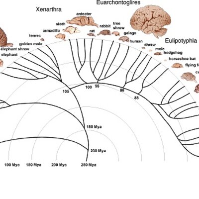 Timeline: ¿De dónde viene y para dónde va el cerebro?