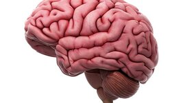 Timeline: Cerebro