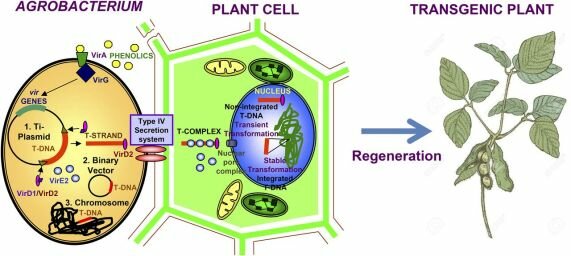 Transformación de plantas por Agrobacterium