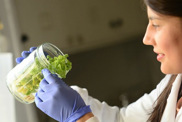 La aparición de transgénicos