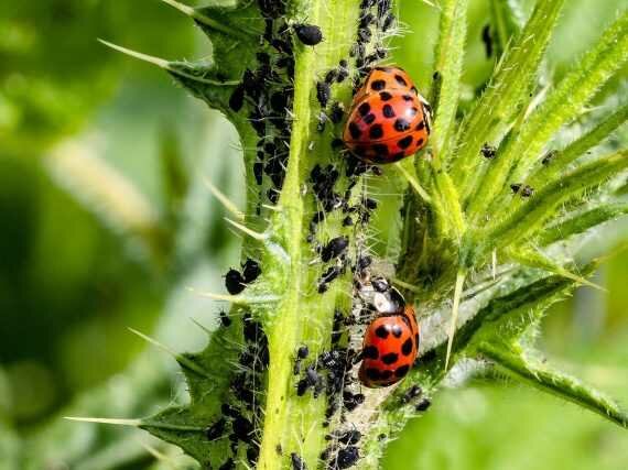 Apogeo de productos de biocontrol