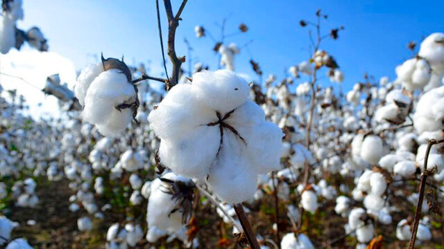 Algodón transgénico