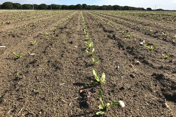 Reducción de emisiones de CO2