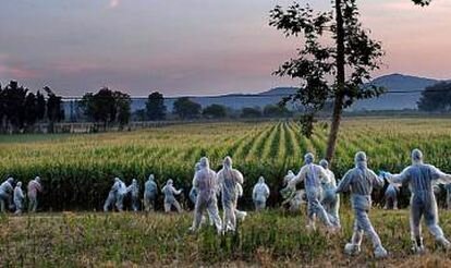 Auge de cultivos genéticamente modificados