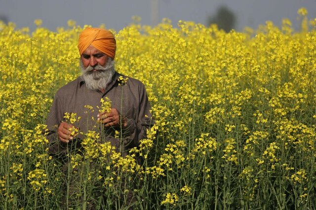 Mostaza genéticamente modificada