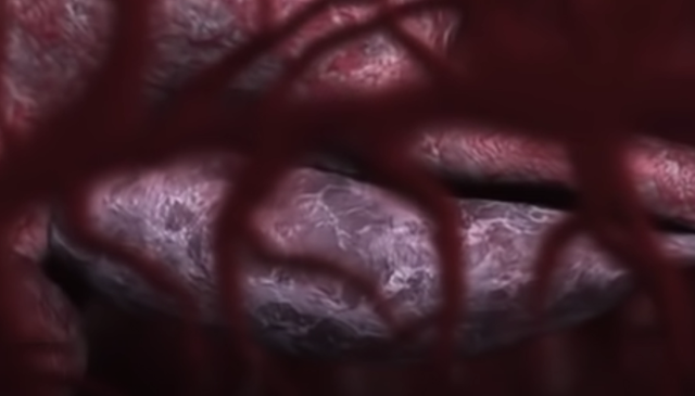 NOS ADAPTAMOS PARA PODER RESPIRAR AIRE.