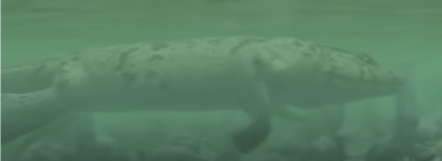 SOMOS UN PEZ LLAMADO ICHTHYOSTEGA