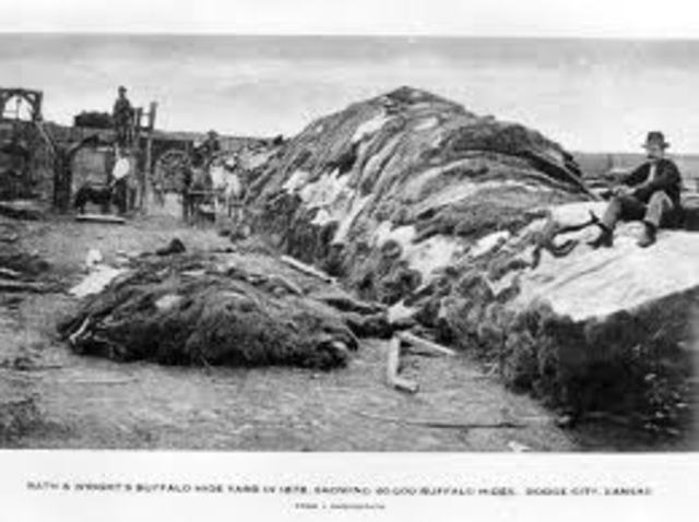 Killing of the Buffalo