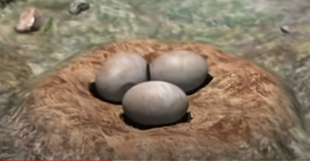 ADAPTACIÓN DE LOS HUEVOS A LA VIDA DE LA TIERRA