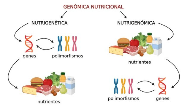 Bases Genómicas del Metabolismo Postprandial: Desarrollo metodológico y justificación científica.