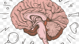 Timeline: linea de tiempo para donde viene y para donde va el cerebro