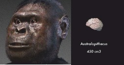 australopithecus