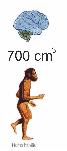 homo habilis