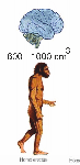 Homo erectus