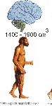 Homo neanderthalensis