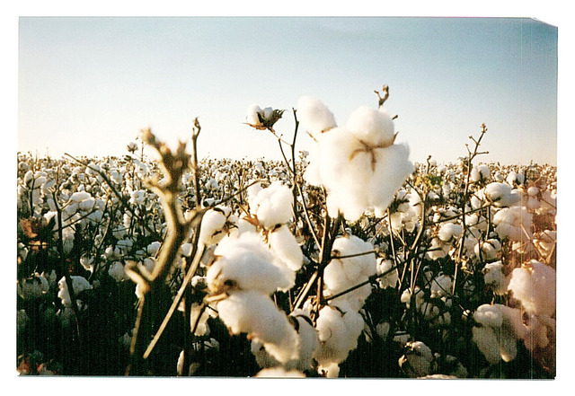 Cotton- Dominate Crop