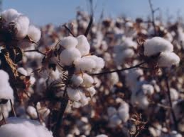 Meanwhile...Cotton Production (1850)