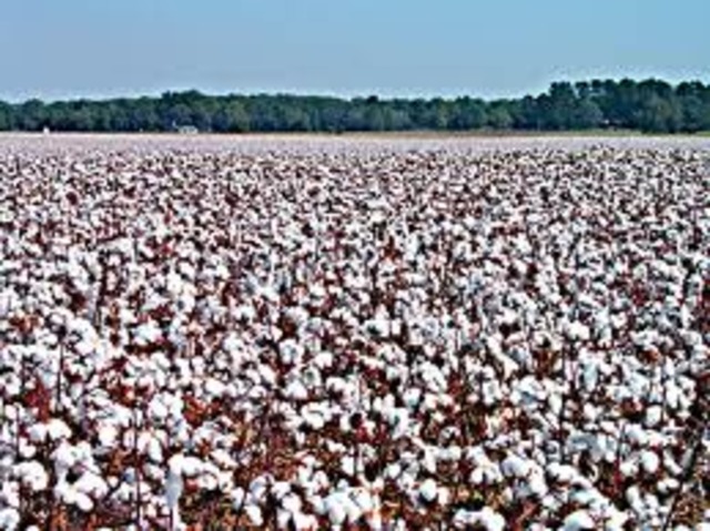 Meanwhile...Cotton Production (1860)