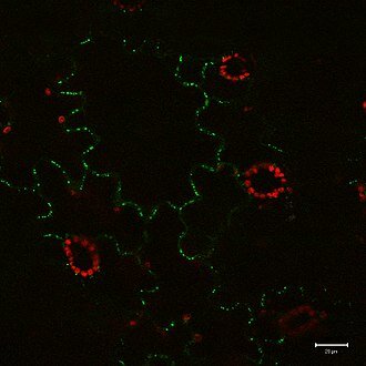 Green fluorescent protein(GFP) discovered