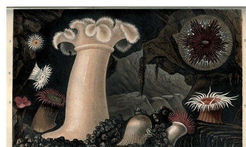 Orígenes del sistema nervioso.