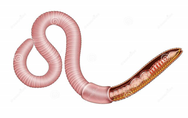 Aparición de organización nerviosa.