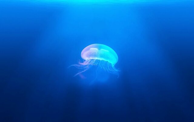 La primera agrupación de neuronas(600 millones de años)