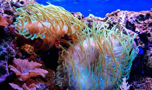 El primer sistema nervioso (520 millones de años)