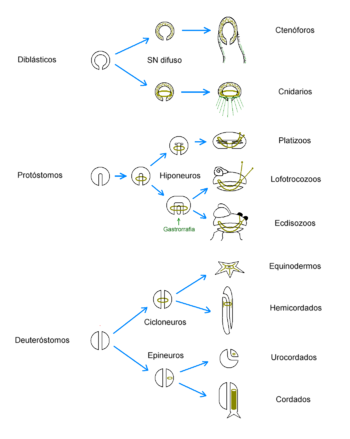 Cambio en estructura nerviosa