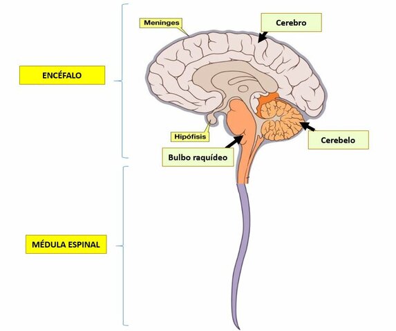 Surgimiento del sistema nervioso central
