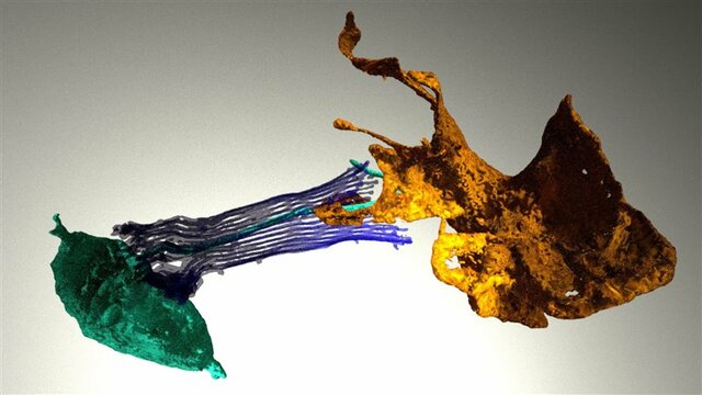 Origen del las células Neuorides (Mil Millones de años)