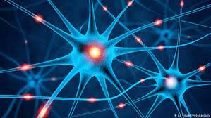 Células Nerviosas (Mil Millones de años)