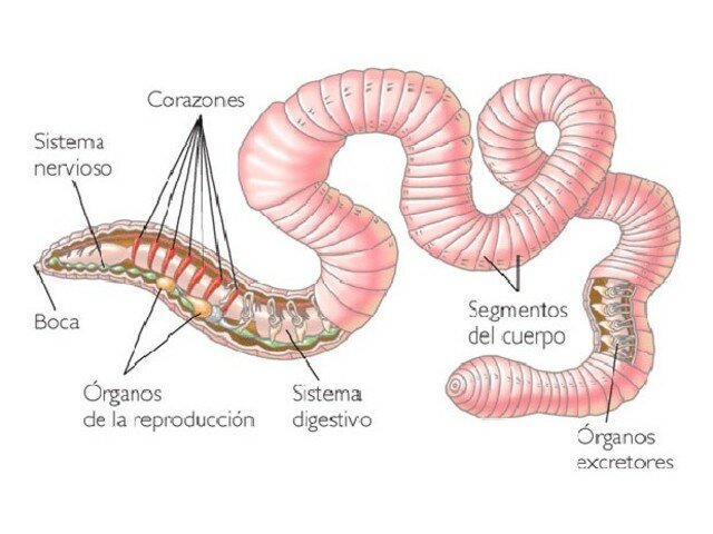 La primera agrupación neuronal