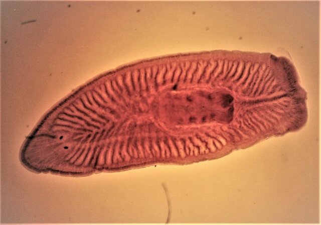 Sistemas nerviosos Primitivos - Los platelmintos