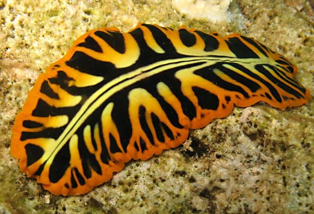 Sistemas nerviosos primitivos - Las Planarias