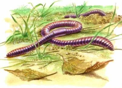 Sistemas nerviosos primitivos - La Lombriz de Tierra