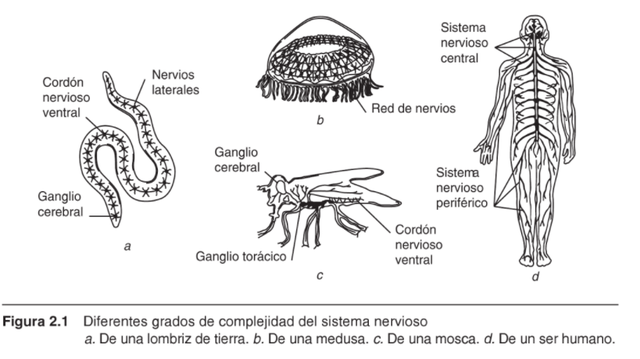 Organizaciones Nerviosas Existen en la Naturaleza