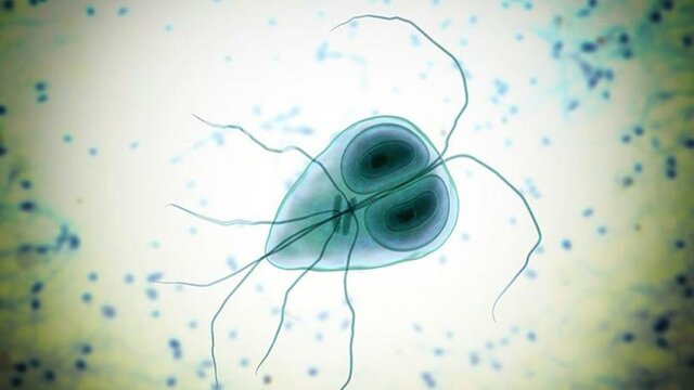 1681 Anton Van Leeuwenhoek