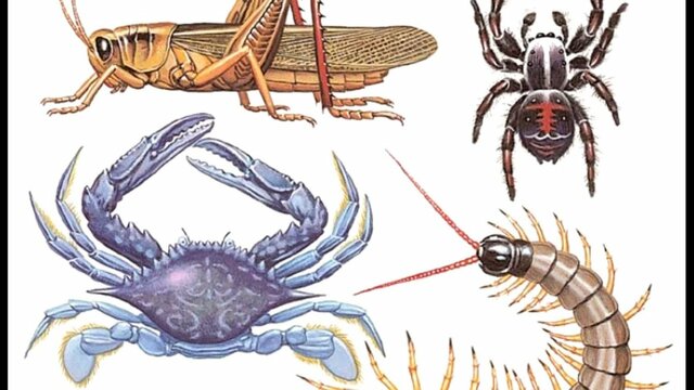 Complejidad del Cerebro - Los Artrópodos