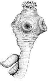 1558 Conrad Von Gessner