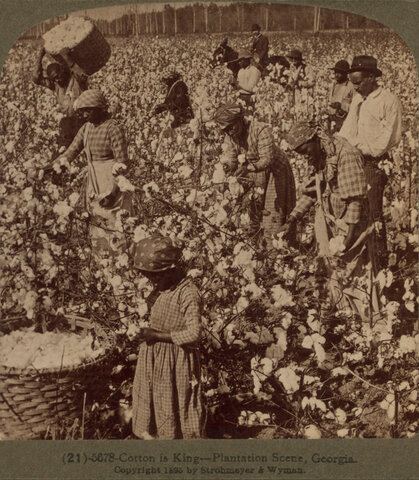 American Cotton