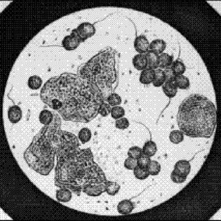 Primer libro que incluye fotografías tomadas con un microscopio.