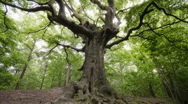 Timeline: ρύπανση του περιβάλλοντος