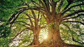 Timeline: ρηπανση του περηβαλοντος